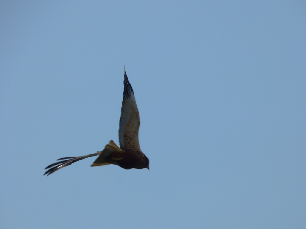 Falco di palude (Circus aeruginosus) con caratteristiche da Albanella